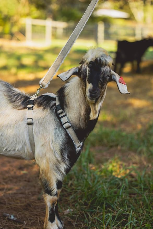 Asatre Adjustable Lined Hemp Goat Harness, Sheep, Livestock Halter, Durable Multi-Clasp Harness, Eco-Friendly Livestock Gear, Comfortable Farm Pet Accessory (Medium)