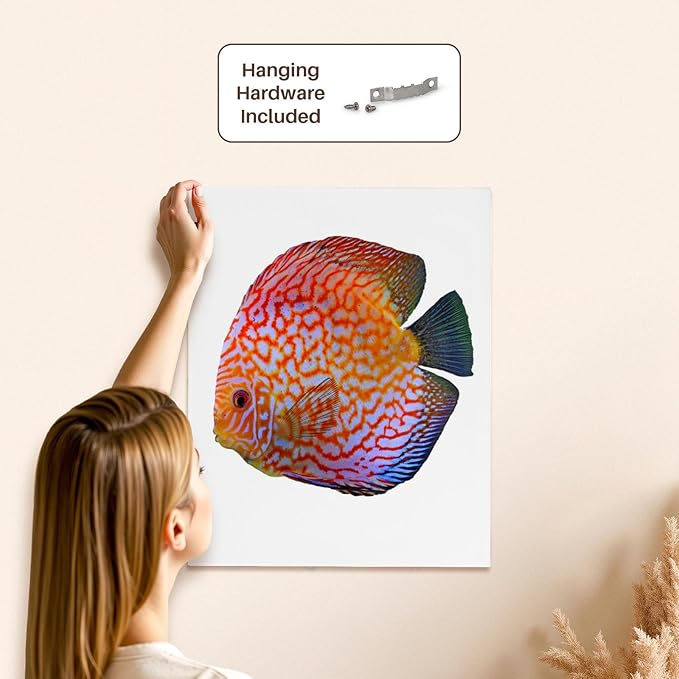 3dRose King Of The Aquarium Discus Fish Image Wildlife Museum Grade Canvas Wrap 16x20