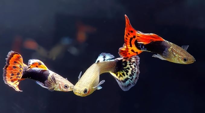 Swimming Creatures™ 15 Assorted Male & Female Guppy Live Tropical Freshwater Aquarium Fish
