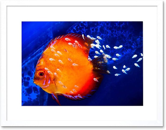 DISCUS FISH OCEAN SEA BLACK FRAME FRAMED ART PRINT PICTURE MOUNT B12X9188