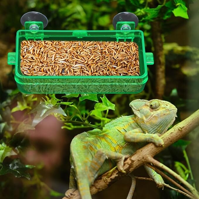 Reptile Feeder Chameleon Bowl 2 Pcs Anti-Escape Food Dish Bowl with Suction Cup for Chameleon Iguana Lizard Reptile Food and Water Feeding (Green, M)