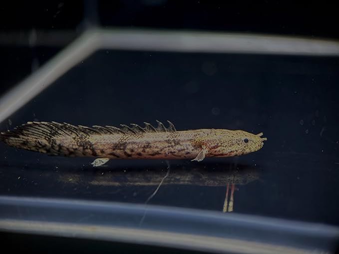 Polypterus Saddled Bichir juvenilles (Pack of 2 Fish) - Aquarium Exotic Freshwater Live Fish