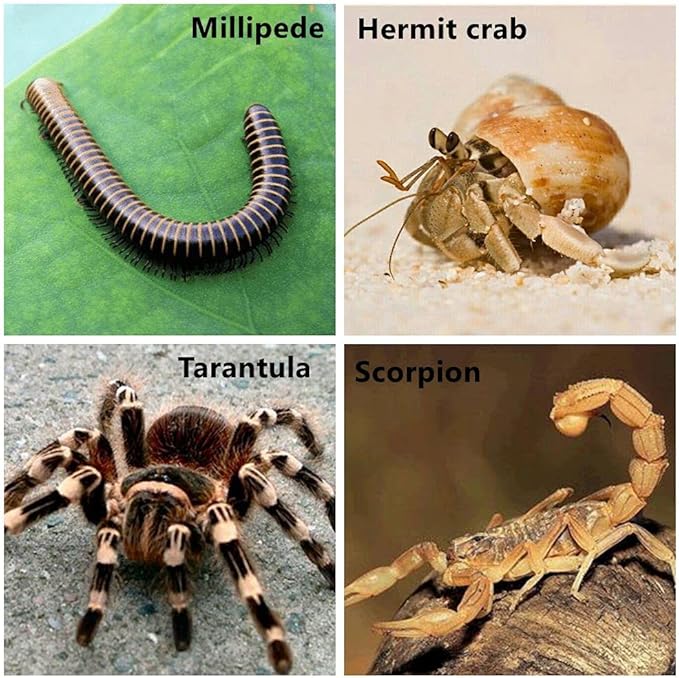 Tarantula Micro Water Bowl Spider Anti-Turnover Bowl for Small Hamster Tarantula Spider Scorpion Cricket Snail Manti Millipede Tiny Bugs Reptile Terrarium Cage Accessories (L (1.57??dia),8 Pcs)