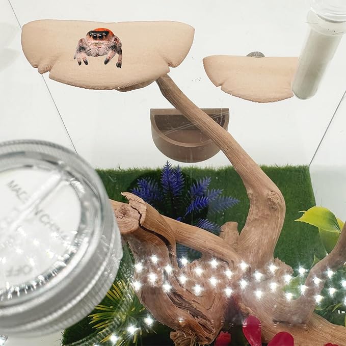 2 Pack Jumping Spider Accessories Mushroom Ledges & 1 Pack Water Bowl with Magnets for Spoods Jumping Spiders Magnetic Ledge Ladder Pet Spider Accessories (Not Included The Terrarium) (beige)