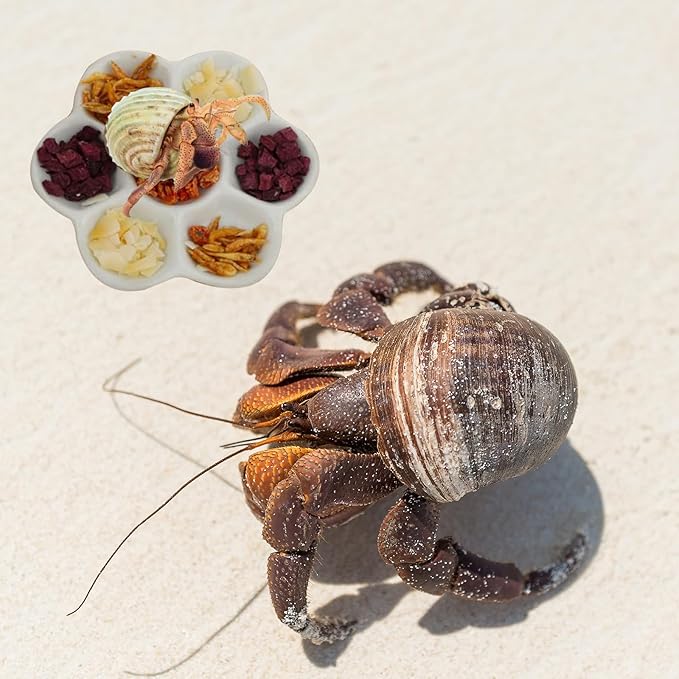 5.12" Hermit Crab Ceramic Food Dish,7 Compartments Ceramic Anti-Turning Food & Water Bowl for Hermit Crab Tarantula Snail
