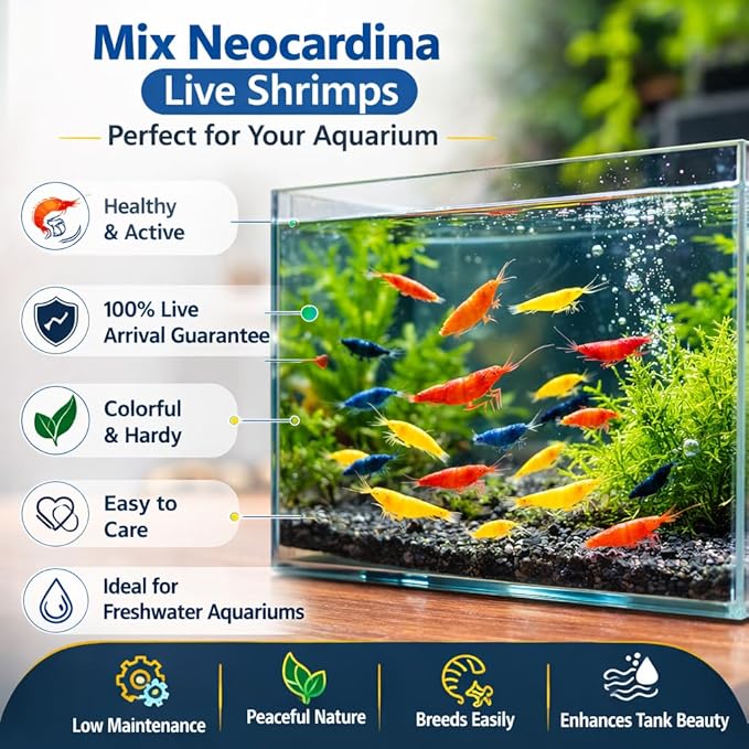 10+ Mixed Color Neocaridina Shrimp Live Freshwater Aquarium Shrimp for Breeding 1/2-1 Inch Young Adults Fire Red, Blue Dream Yellow & More Live Arrival Guarantee