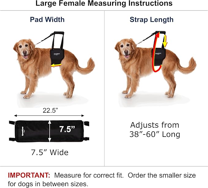 Dog Support Sling Rear Harness, Large Female, Machine Wash & Dry | Padded Rear Lift, Integrated Leash, Assist Senior K9s or Recovery from Knee/TPLO, Hip or Back Surgery, Made in U.S.A.