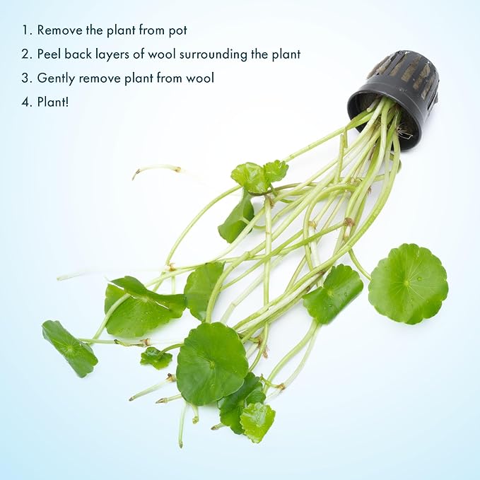 SubstrateSource Live Aquarium Stem Plants - Freshwater Aquatic Plant for Fish Tanks, Aquascaping - (Hydrocotyle Verticillata, 1 Bunch)