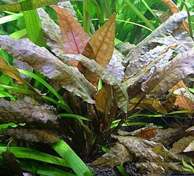 Cryptocoryne Wendtii Tropica Potted Live Aquarium Plants Freshwater Fish Tank Decorations
