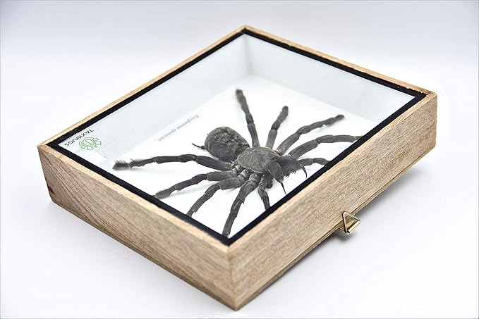 Real Giant Tarantula EURYPEIMA SPINCRUS Spider Taxidermy Boxed Display