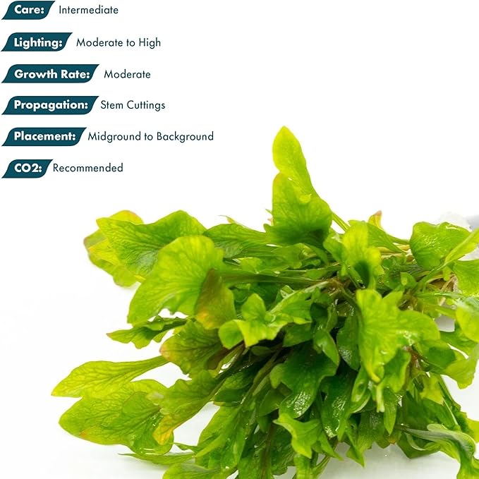 SubstrateSource Live Aquarium Stem Plants - Freshwater Aquatic Plant for Fish Tanks, Aquascaping - (Alternanthera Reineckii Variegatus, 4 Bunches)