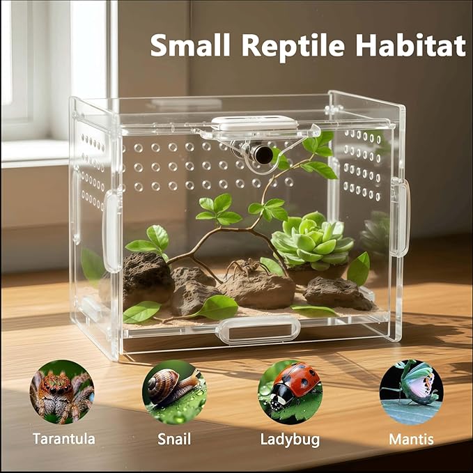 Small Acrylic Insect Terrarium - Mini Bug Enclosure for Jumping Spiders, Praying Mantises & Tiny Frogs - Clear Acrylic Cage with 1mm Ventilation Holes, Easy Maintenance