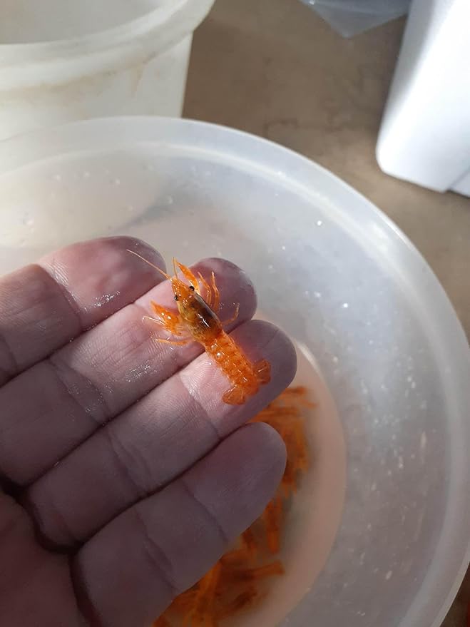 3 Live CPO Mexican Orange Dwarf Crayfish CPO