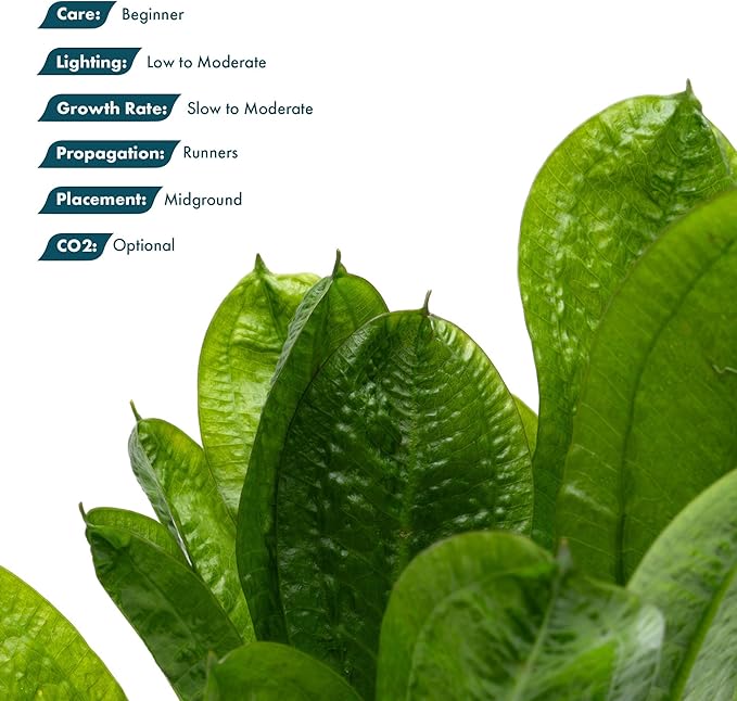 SubstrateSource Echinodorus Parviflorus Rosette Sword Live Plant for Freshwater Aquariums, Natural Fish Tank Decorations, and Aquatic Decor (1 Pot (2-3 Plants))