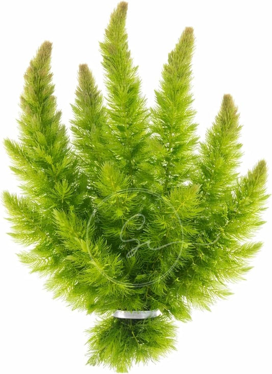 Swimming Creatures™ Live Aquarium Plants (1 Large Bunch Hornwort)