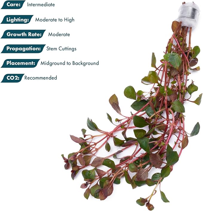 SubstrateSource Live Aquarium Red Stem Plants - Freshwater Aquatic Plant for Fish Tanks, Aquascaping - (Lemon Bacopa Caroliniana, 4 Bunches)
