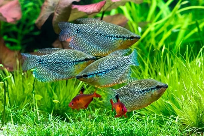 Aquatic Foods Inc. Live Bearer Ultra Red Color Enhancing 1.5mm-2mm Floating Pellets. Color Enhancing in 10-Days for Swordtails, Platies, All Live Bearers…1-lb 8oz Medium Jar