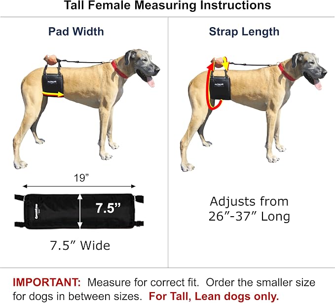 Dog Sling Hip Lift Support Harness, Tall Female, Made in USA | Fits Tall, Lean Dogs like Greyhounds or Great Danes, Padded Mobility Aid, Help Pets Walk or Balance, Machine Wash & Dry