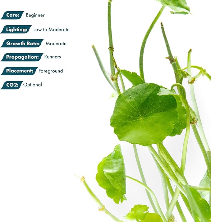 SubstrateSource Live Aquarium Stem Plants - Freshwater Aquatic Plant for Fish Tanks, Aquascaping - (Hydrocotyle Verticillata, 1 Bunch)