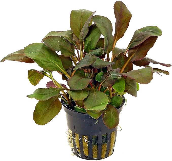 Foreground Potted Live Aquarium Plants | Freshwater Aquatic Plants for Aquariums (Lobelia Cardinalis, 1)