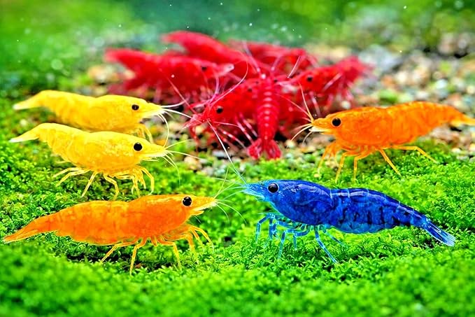 10+ Mixed Color Neocaridina Shrimp Live Freshwater Aquarium Shrimp for Breeding 1/2-1 Inch Young Adults Fire Red, Blue Dream Yellow & More Live Arrival Guarantee