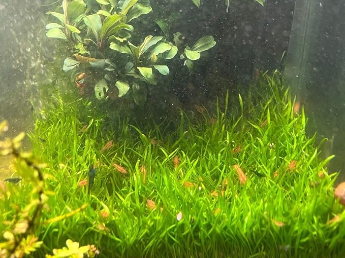 5 Live CPO Mexican Orange Dwarf Crayfish CPO