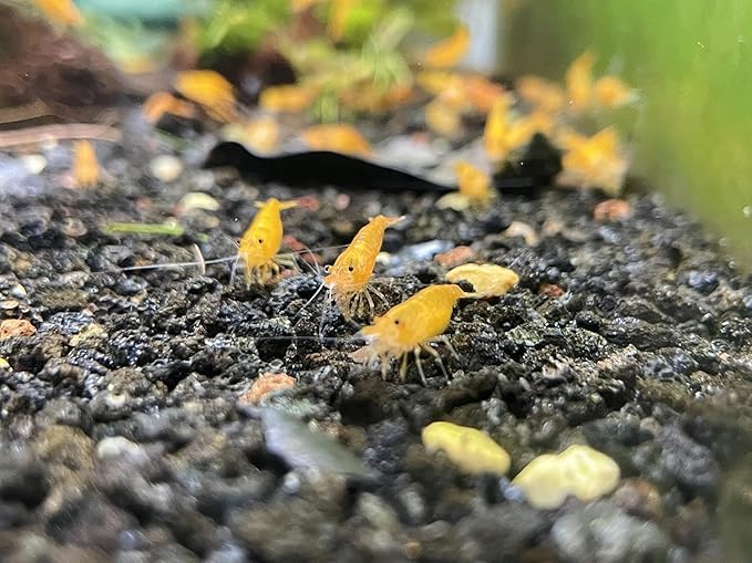 15+ Red–Yellow-Orange Live Freshwater Shrimp High Grade Live Shrimps - Freshwater Shrimp Aquarium Inverts, Hardy Nano Tank Healthy Shrimps Pets - with Live Arrival Guarantee
