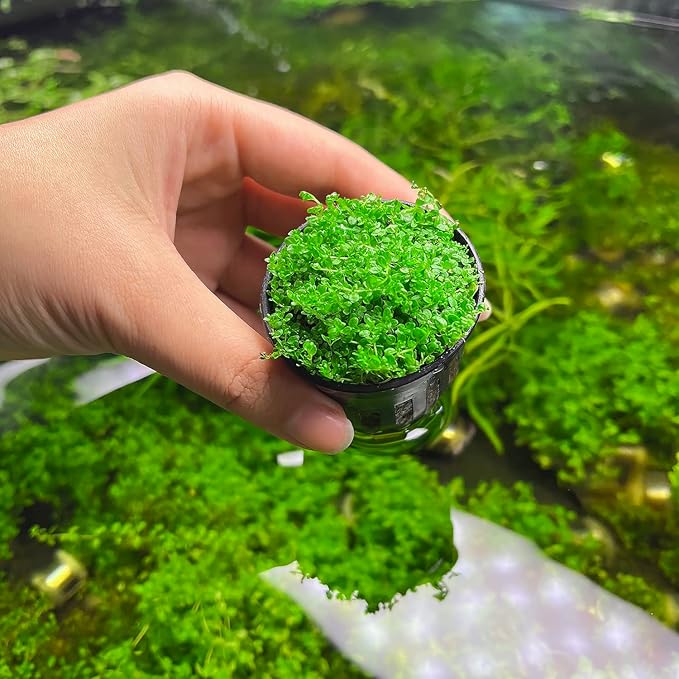 SubstrateSource Live Aquarium Stem Plants - Freshwater Aquatic Plant for Fish Tanks, Aquascaping - (Bacopa Australis, 1 Bunch)