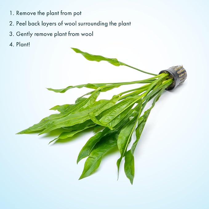 SubstrateSource Amazon Sword Echinodorus Bleheri Live Plant for Freshwater Aquariums, Natural Fish Tank Decorations, and Aquatic Decor (5 Pots (10-15 Plants))