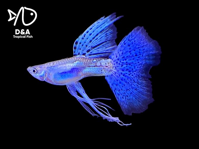 D&A Tropical Live Fish Blue Grass Ribbons Guppy Live Fish for Aquariums, Freshwater (1 Breeding Pair, 1 Male, 1 Female)