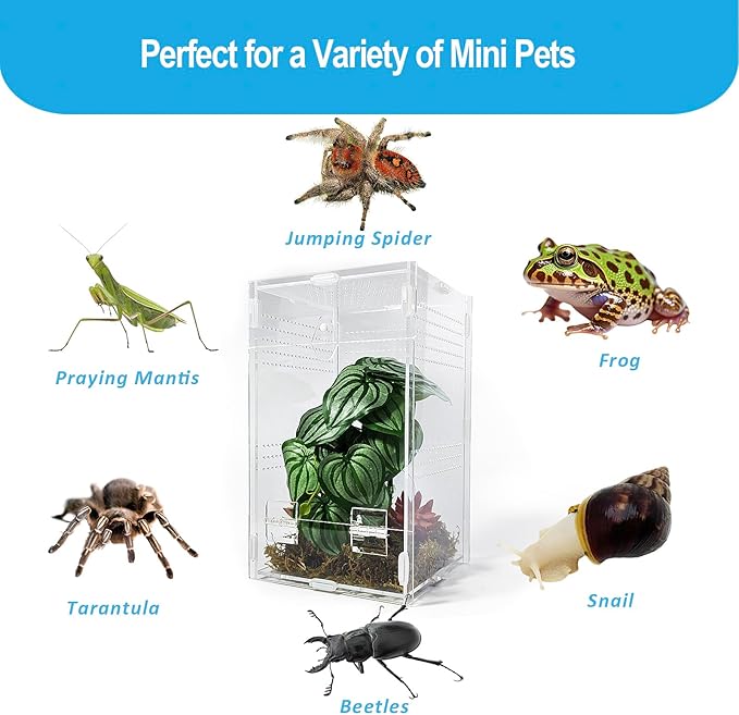 Jumping Spider Enclosure 6”x6”x10”, Arboreal Tarantula Enclosure, Praying Mantis Terrarium Critter Cage for Jumping Spider, Tarantula, Mantis, Snail, Isopods, Beetles, Millipedes