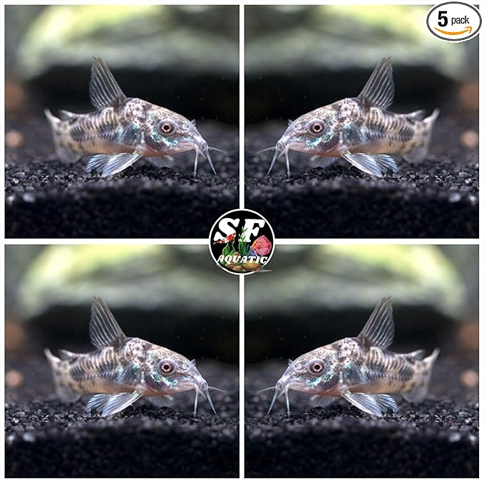 5 Peper Palaetus Corydoras, Corycats, Cute Freshwater Aquarium Catfish Live Arrival Guarante