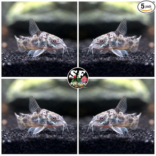 5 Peper Palaetus Corydoras, Corycats, Cute Freshwater Aquarium Catfish Live Arrival Guarante