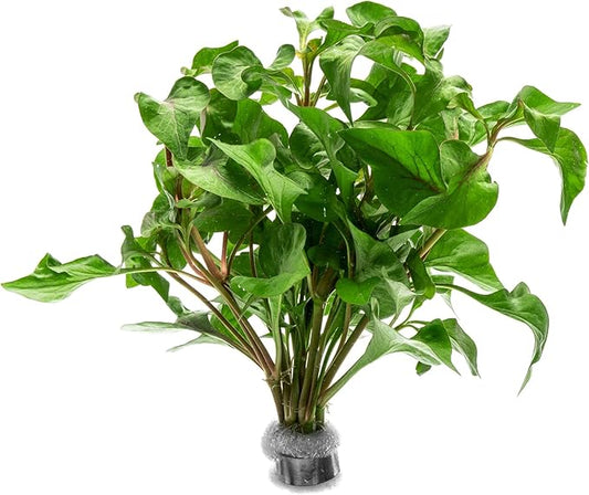 SubstrateSource Live Plants – Alternanthera Amabilis Tricolor – Moderate to High Light, Green, Pink/Red, Yellow/Golden Hues, Midground to Background Accent – Lead Bunch, 1 Pack