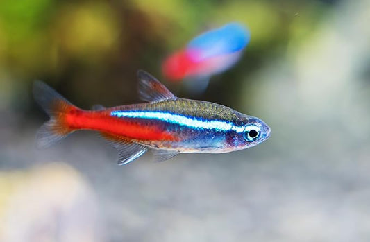 6 Neon Tetra (Paracheirodon innesi) Freshwater Aquarium Fish Live (Approx. Size 1.5 cm) (1-2cm, 6, Count)