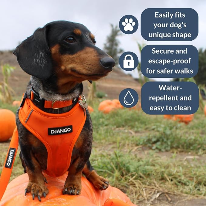 Adventure Dog Harness - Stylish, & Durable Medium Dog Harness for Outdoor Adventures and Everyday Wear - Sunset Orange Neoprene Adjustable Harness for Dogs with Reflective Piping & Brass D-ring
