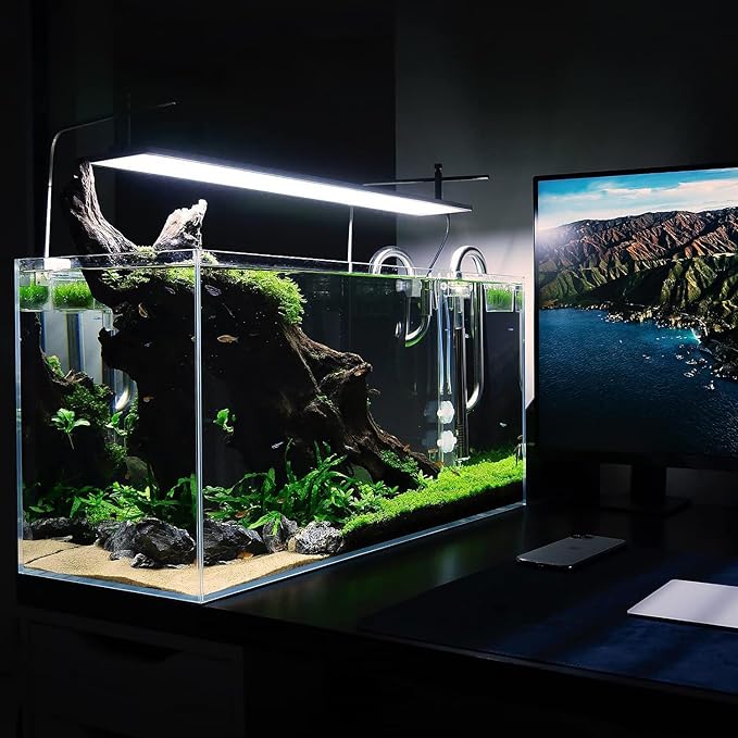 SubstrateSource Live Aquarium Stem Plants - Freshwater Aquatic Plant for Fish Tanks, Aquascaping - (Bacopa Australis, 1 Bunch)