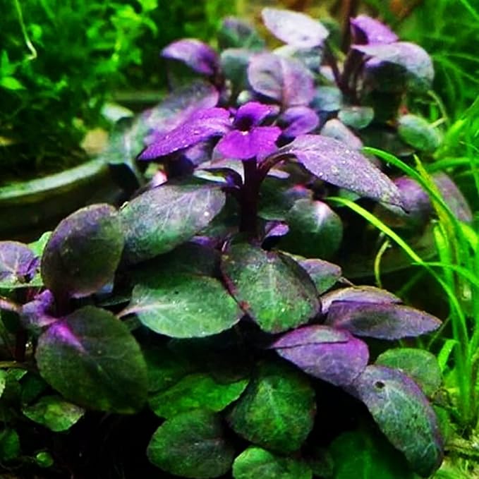 Foreground Potted Live Aquarium Plants | Freshwater Aquatic Plants for Aquariums (Lobelia Cardinalis, 1)