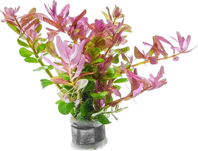 SubstrateSource Live Plant - Rotala Fujian - Moderate Care, High Light, Orange-Pink Accent, Freshwater Aquatic Plant for Aquascaping - Lead Bunch