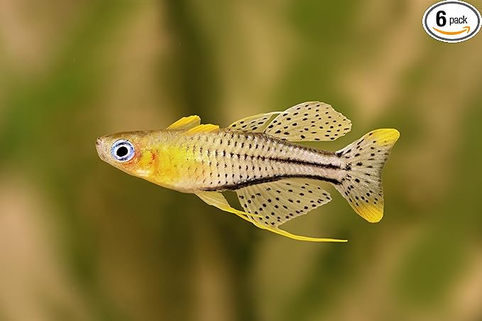 Swimming Creatures™ Freshwater Rainbowfish Live Aquarium Fish (Approx. 3/4"–1") (6 Spotted Blue-Eye Rainbowfish)