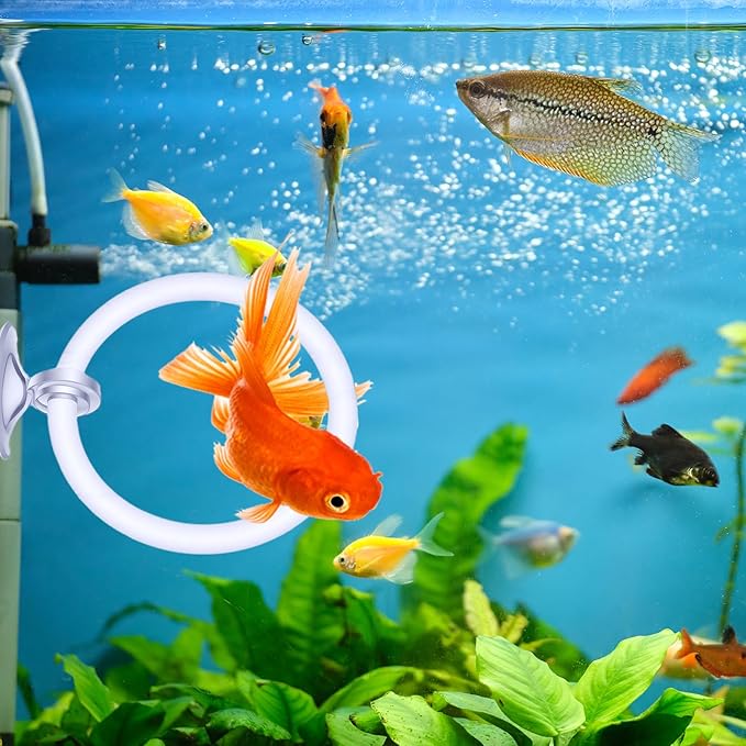 Styquenzer 2 Pcs Beta Fish Aquariums Accessories, Betta Ring Enrichment Toys Fish Feeding Ring Betta Toys for Exercise Training