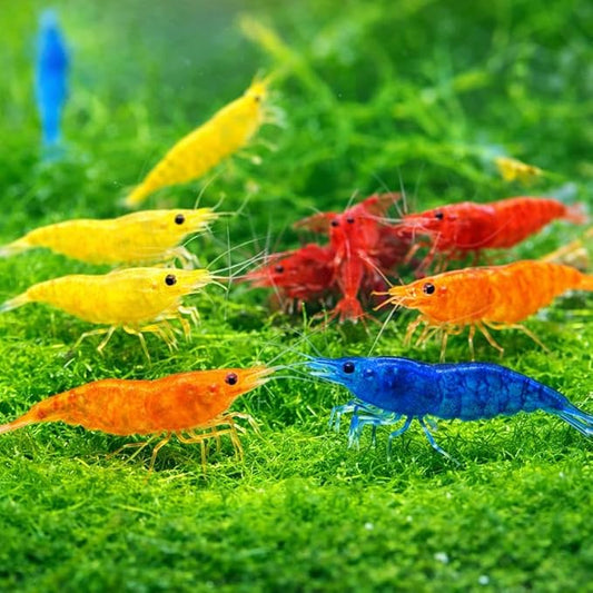 15+ Mixed Color High Grade Neocaridina Live Freshwater Shrimps for Aquarium Bignner Friendly Neocardina Shrimps Fully Mature Breeding Age Size 0.75-1 inches in Length Live Arrival Guarantee