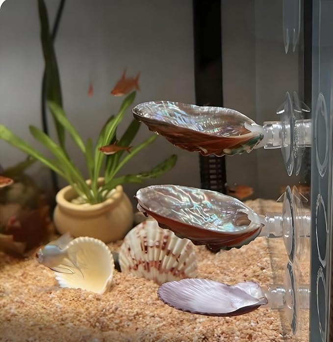 3 Pack Betta Fish Resting Spot Natrual Handmade Shell Bed for Betta, Aquarium Decor Angelfish breeding Slate Spawning Grounds Breeding Resting Bed Betta Hammock