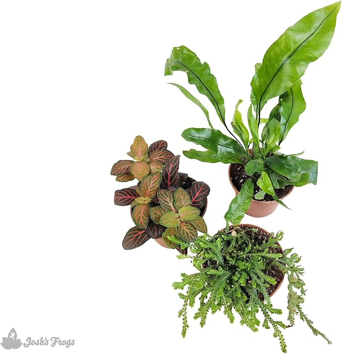 Josh's Frogs Tarantula Vivarium Bioactive Plant Kit (8x8x8 Terrarium)