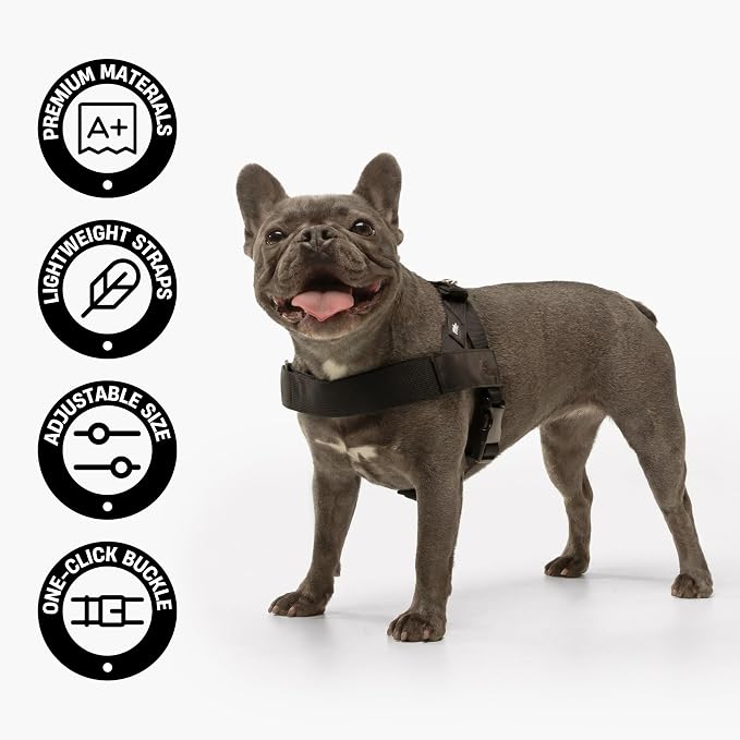 Dog Friendly Co. Dog Harness for Large Dogs (Neon Green, Large) | One Click Buckle, Chafe Resistant Webbing, Adjustable Neck & Chest, and Heavy Duty D-Ring, Sturdy Comfortable and Easy to Use