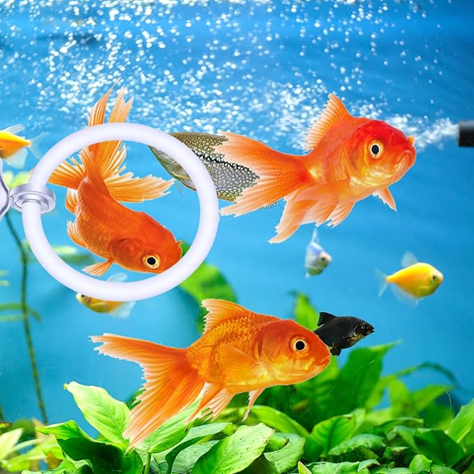 Styquenzer 2 Pcs Beta Fish Aquariums Accessories, Betta Ring Enrichment Toys Fish Feeding Ring Betta Toys for Exercise Training