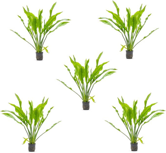 SubstrateSource Amazon Sword Echinodorus Bleheri Live Plant for Freshwater Aquariums, Natural Fish Tank Decorations, and Aquatic Decor (5 Pots (10-15 Plants))