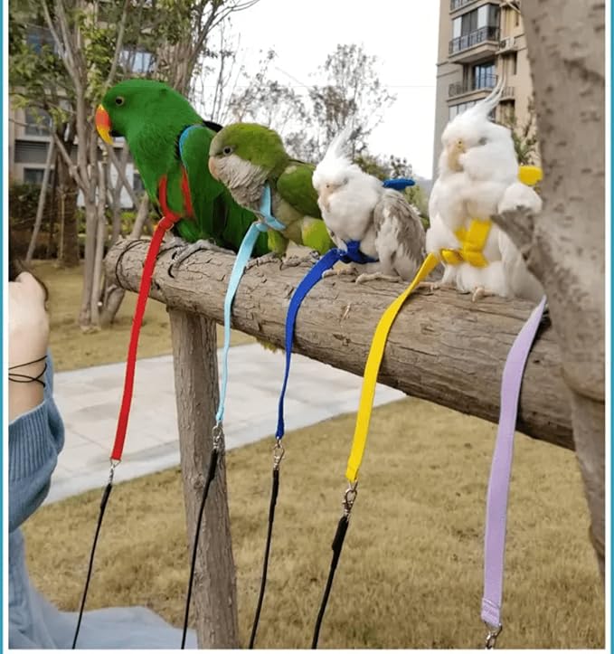 Pet Parrot Bird Harness Leash Adjustable Bird Flying Harness Traction Rope with Cute Wing for Parrots Pigeons Budgerigar Lovebird Cockatiel Mynah Outdoor Training Toy (L, Blue)