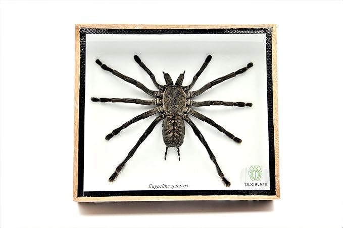 Real Giant Tarantula EURYPEIMA SPINCRUS Spider Taxidermy Boxed Display