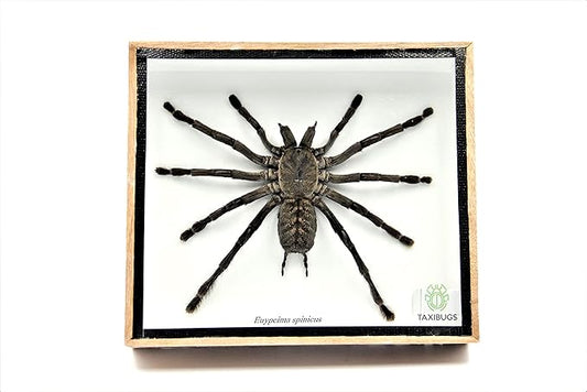 Real Giant Tarantula EURYPEIMA SPINCRUS Spider Taxidermy Boxed Display